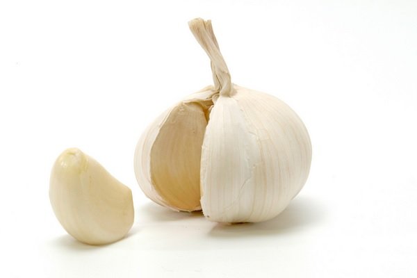 Garlic